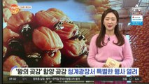 [친절한 예인씨] '왕의 곶감' 함양 곶감 청계광장서 특별한 행사 열려