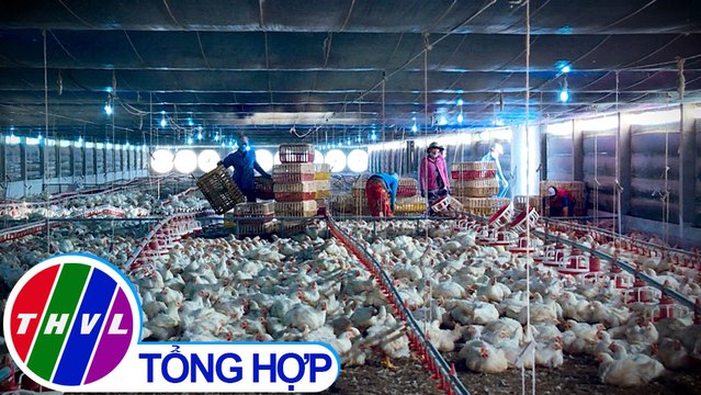 Nông thôn ngày nay: Nông nghiệp Vĩnh Long một năm vượt khó