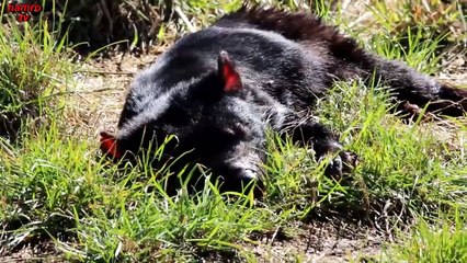 Tasmania Zoo Australia