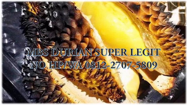 GROSIR, WA 0812-2707-5809, Bibit Durian Bawor Sulawesi Selatan