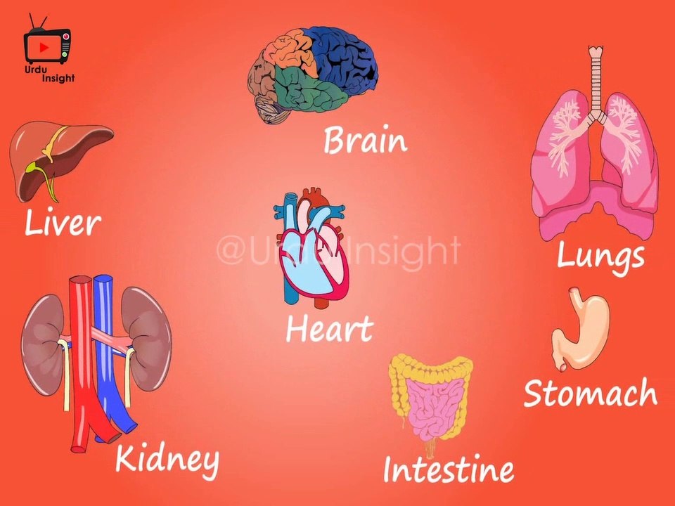 26 Amazing Facts About Body Parts | جسم کے بارے میں 26 حیرت انگیز حقائق