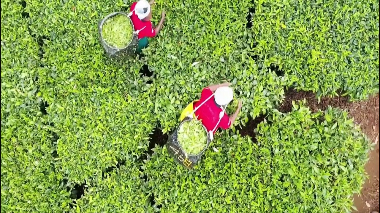 Abwarten und Tee trinken in Kenia