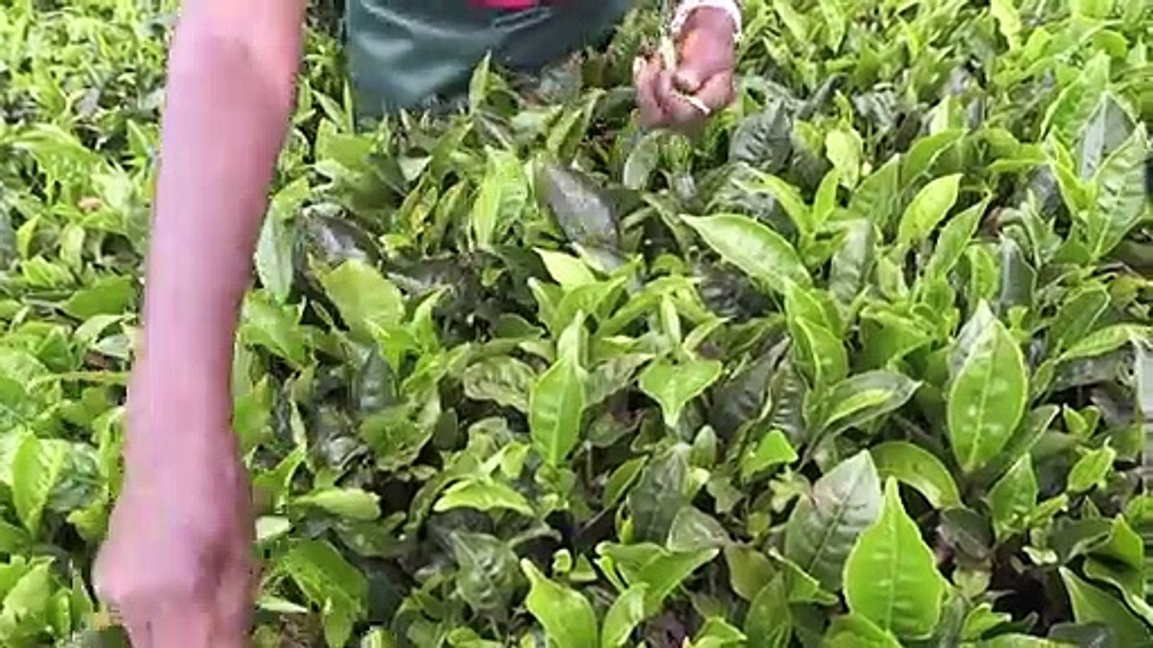 Abwarten und Tee trinken in Kenia