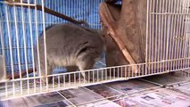 Australia fires- The animals struggling in the crisis  - BBC News