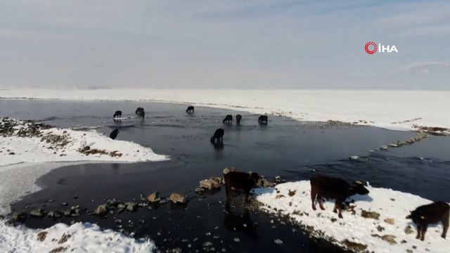 Mandalar dondurucu soğukta Kaz Gölü'nden çıkan taze otla besleniyor