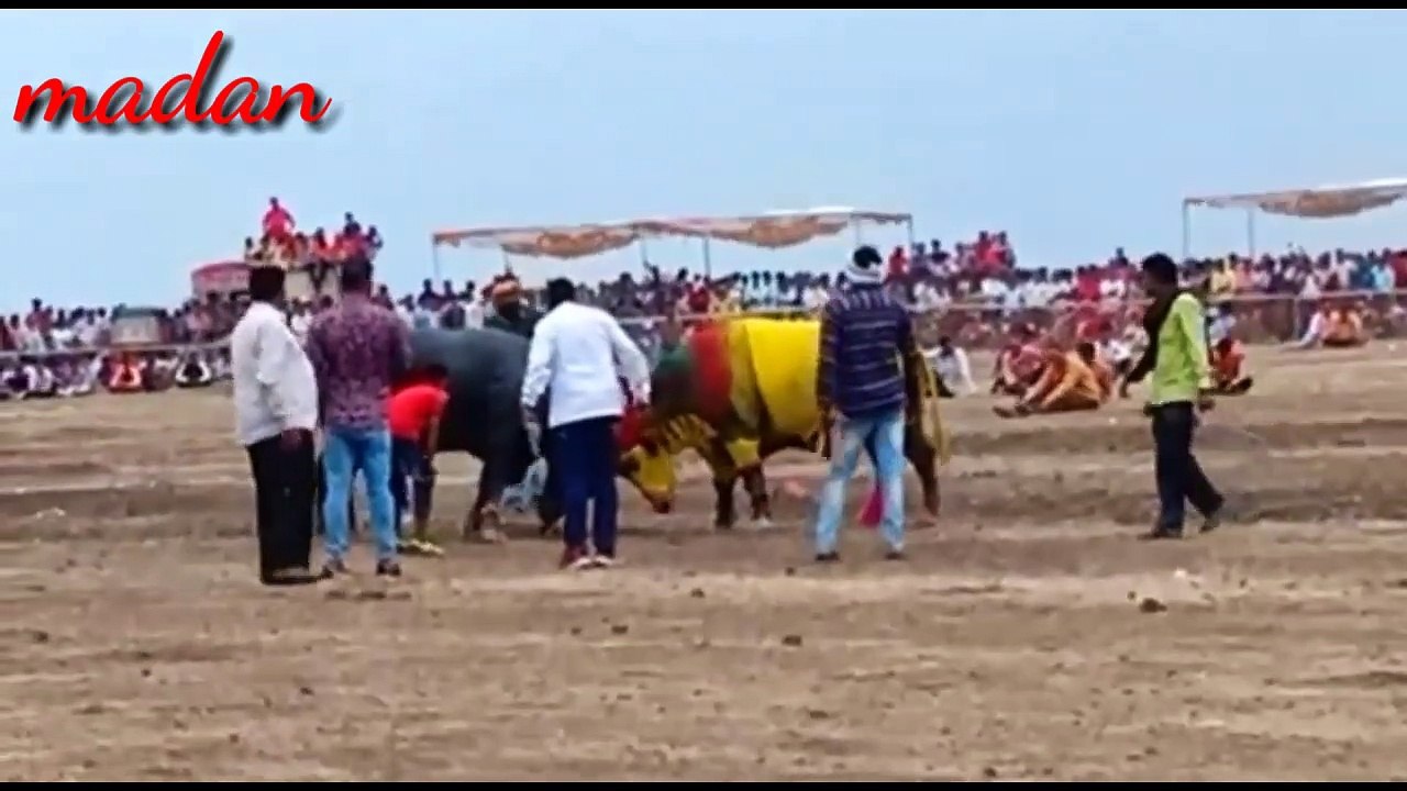 New Buffalo Fight  New Reda Takkar  New Hela Takkar  रेडा टक्कर  (720 mp4)