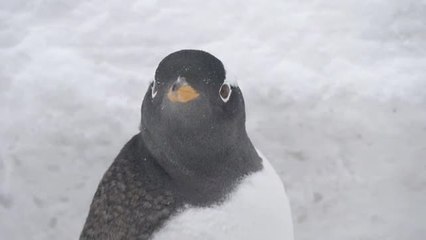 Los pingüinos de la ciudad de china de Harbin salen del acuario