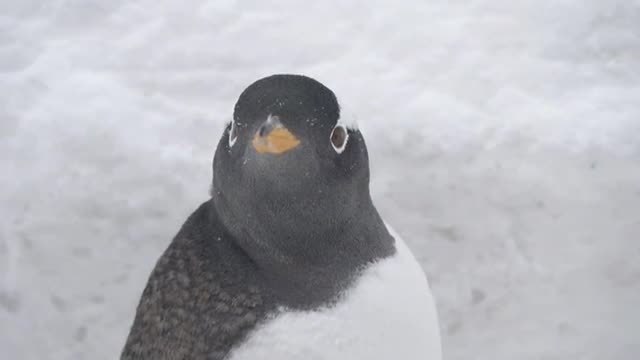 Los pingüinos de la ciudad de china de Harbin salen del acuario