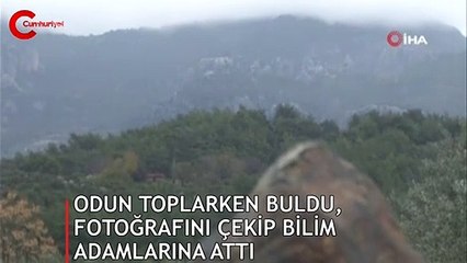 Odun toplarken buldu! Araştırılmasını istiyor