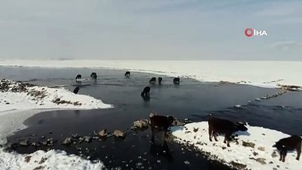 Mandalardan Sıra Dışı Beslenme