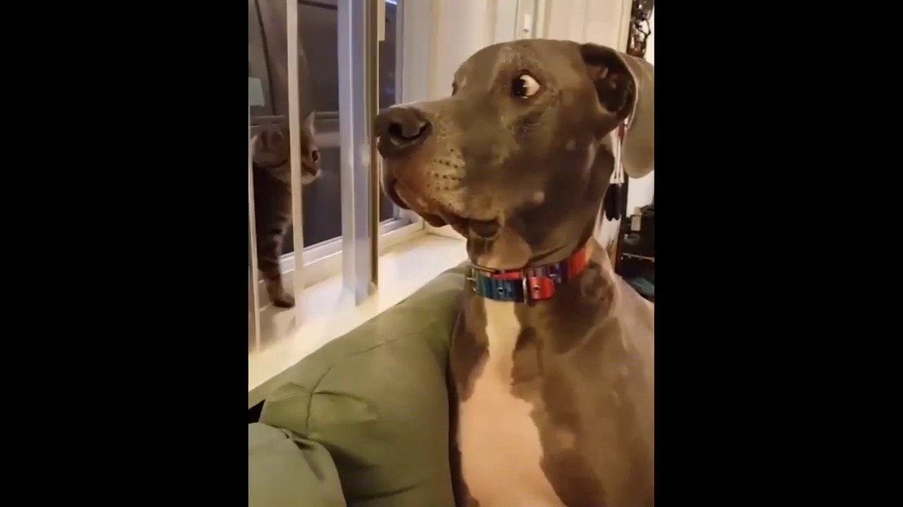 BEST_FUNNY_CAT_AND_DOG_COMEDY_VIDEO