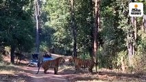 कान्हा टाइगर रिजर्व में बाघों के बीच लड़ाई