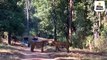 कान्हा टाइगर रिजर्व में दो बाघों के बीच लड़ाई का वीडियो हुआ वायरल