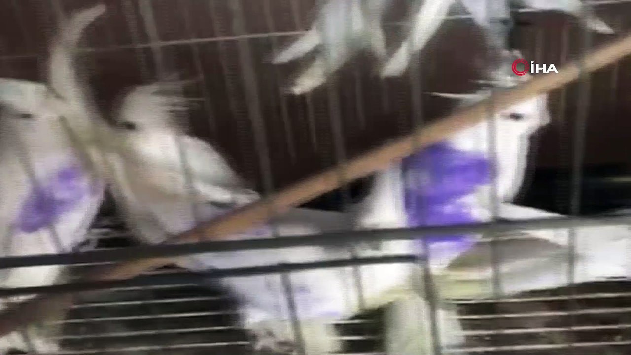 Yasa dışı yollarla ülkeye sokulan 13 adet cins...
