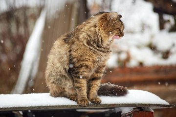 5 consejos para que tu gato pase un invierno de ensueño