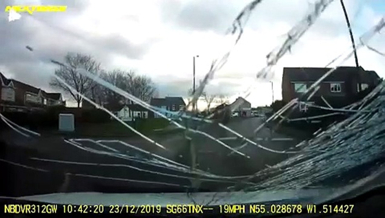 Un cygne plonge et s'écrase sur le pare-brise d'une voiture en mouvement, puis continue de voler.