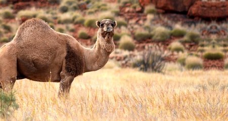 Avustralya'daki yangının faturası develere kesildi! Helikopterle vurulacaklar
