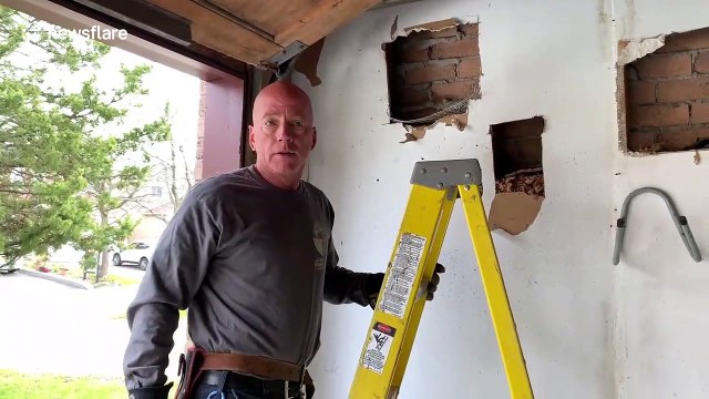 Family of raccoons cut out from inside garage wall at house in Toronto