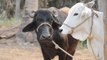 गाय का दूध या भैंस का दूध कौनसा है आपके लिए फायदेमंद | COW MILK VS BUFFALO MILK | Boldsky