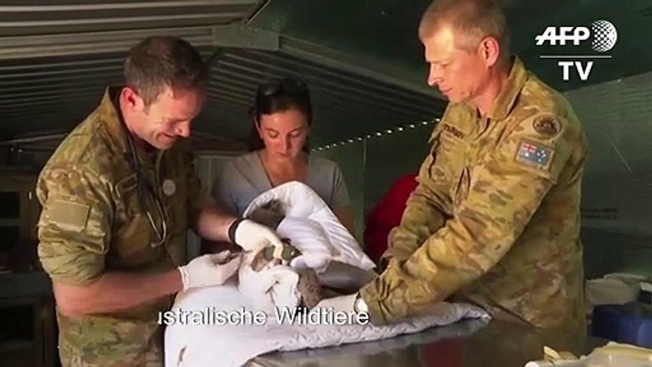 Australische Armee versorgt verletzte Wildtiere