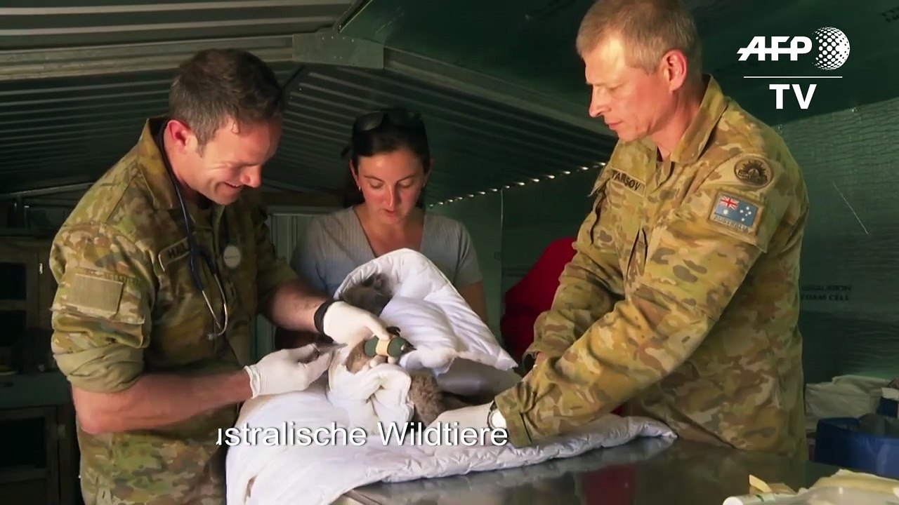 Australische Armee versorgt verletzte Wildtiere
