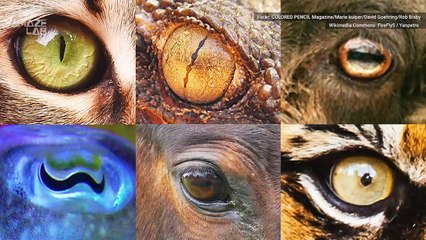 How Pupil Shapes Reveal Whether Animals Are Predators or Prey 🦁