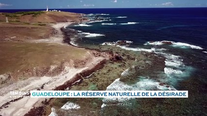 Guadeloupe  : La réserve de la Désirade