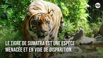 Un homme arrêté en tentant de vendre la peau d'un tigre de Sumatra