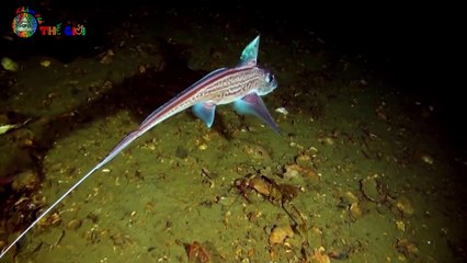 Cá Rắn Viper & Những Quái Vật Biển Có Hình Dạng Kỳ Lạ Nhất Đại Dương