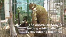 Australian army helps wildlife affected by bushfires