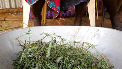 Le cannabis, pain bénit d'un coin reculé du Sénégal