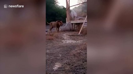 Lions from different sanctuaries in west India have roaring match over park fence