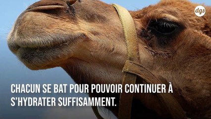 10 000 dromadaires vont être fusillés sans merci car ils boivent trop