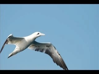 Oiseaux marins en Méditerranée