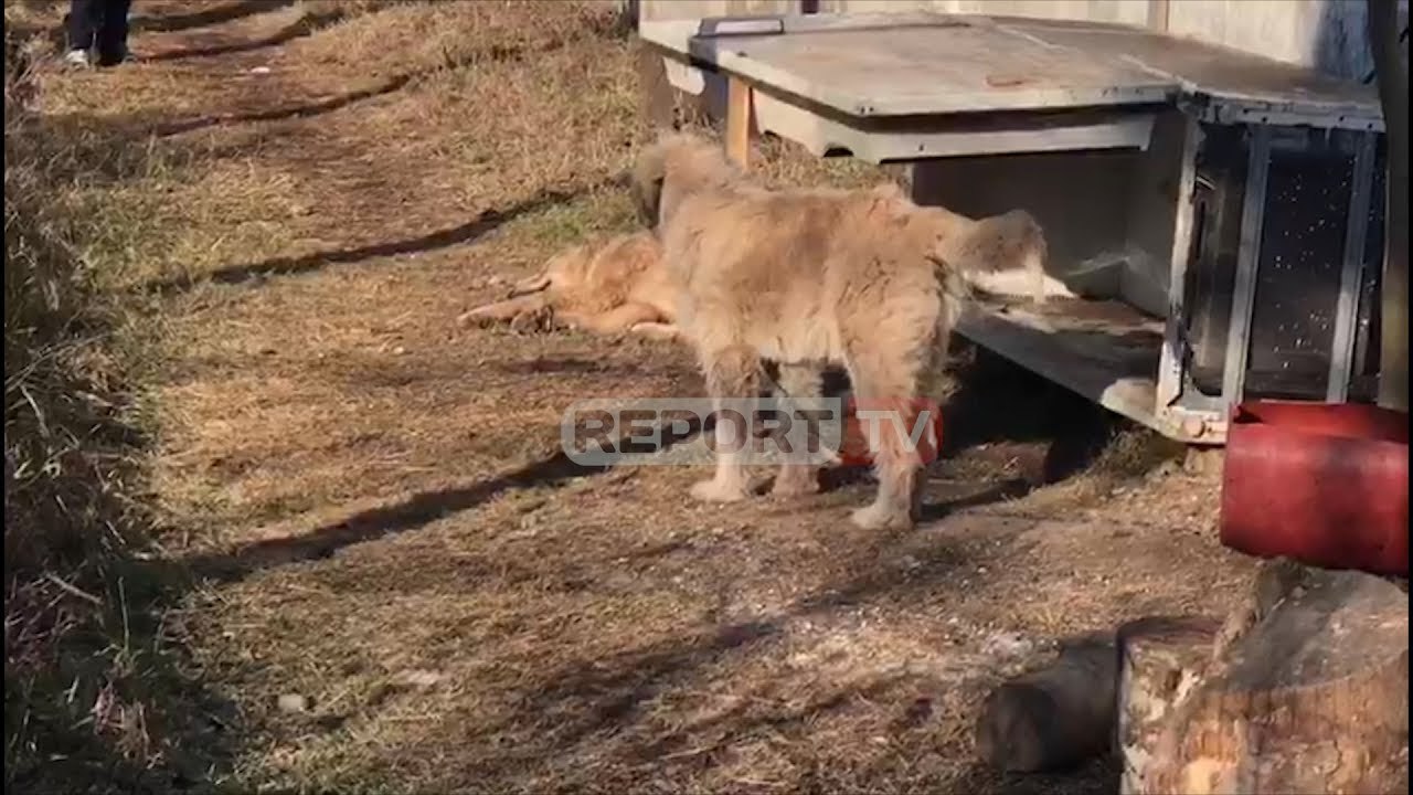 Report TV - Shkodër, dy vëllezër qëllojnë me armë ndaj banesës, plumbat kapin qenin e shtëpisë