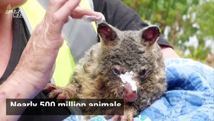 Scientists Believe Climate Change is Fueling Devastating Australian Wildfires