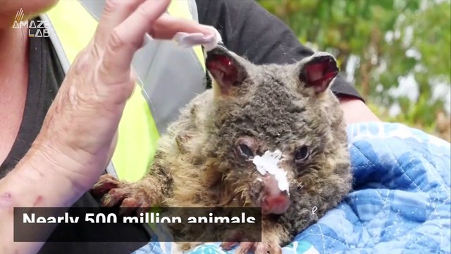 Scientists Believe Climate Change is Fueling Devastating Australian Wildfires