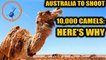 Australia will cull camels as they enter into conflict with aboriginals | Oneindia News