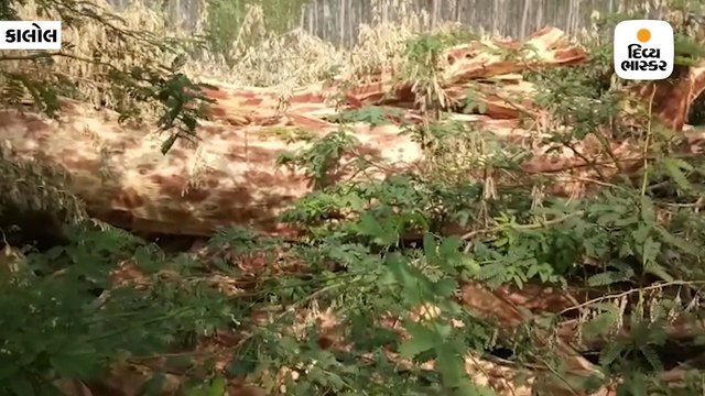સાતમ ગામની નર્મદા કેનાલ પાસેથી મોટા પ્રમાણમાં ખેરનું લાકડુ મળ્યું, વન વિભાગે કાર્યવાહી હાથ ધરી