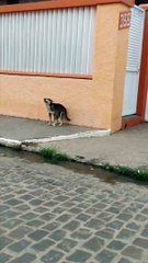 CACHORRO DANÇANDO NO CENTRO DE ITAMBÉ