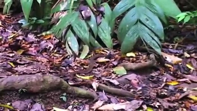 Giant Spiders Kill Death And Eat Snake, Cobra hunting Fail King Cobra Big Battle In The Desert