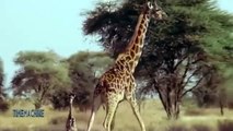 Giraffe Fight Back & Kick The Hunting Lions