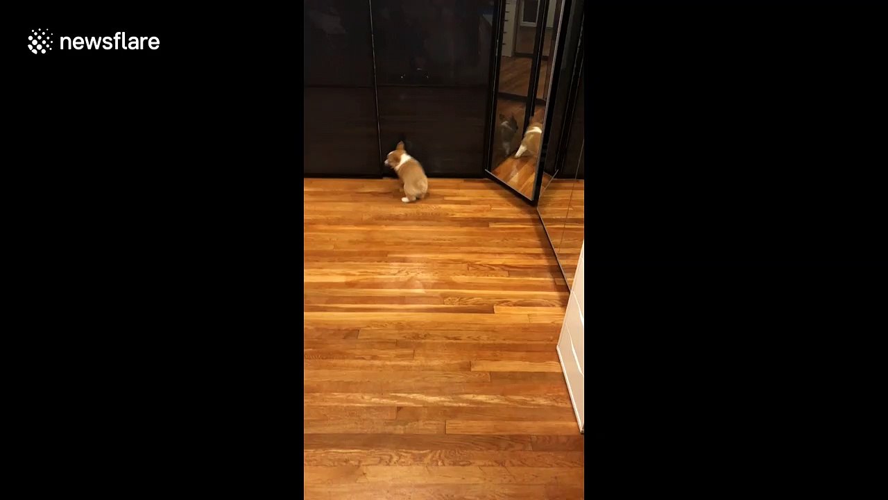 Seeing double! Corgi puppy amused by seeing his reflection for the first time