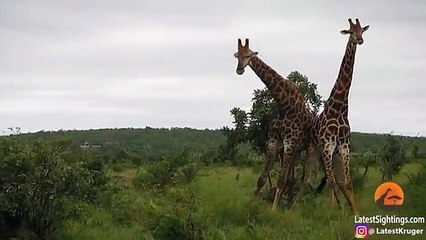 Giraffes Fighting