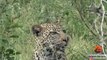 Half an Impala Tries Escaping Hyena