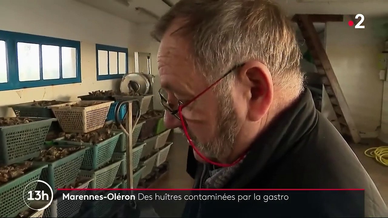 Gastro-entérite : les huîtres contaminées par des matières fécales ?