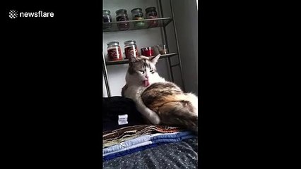 Formerly fat cat accidentally licks the air instead of her body forgetting she's lost weight