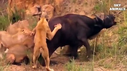 Hash Life Of Lion - Buffalo Lion Fight To Death - Let's Explore the Animal Planet 2020 - video Dailymotion