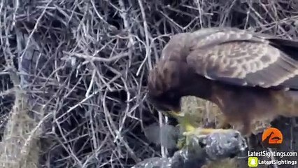 Hawk Tears Head off Baby Bird