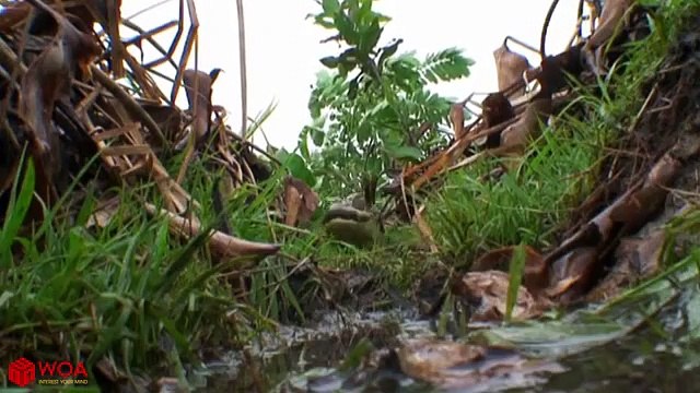 Harsh Life Of Baby Crocodile At New Born Snake And Fish Hunting Baby Crocodile In The Water